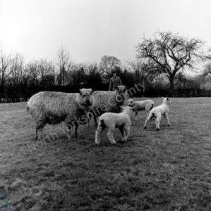 Beverley, Sheep